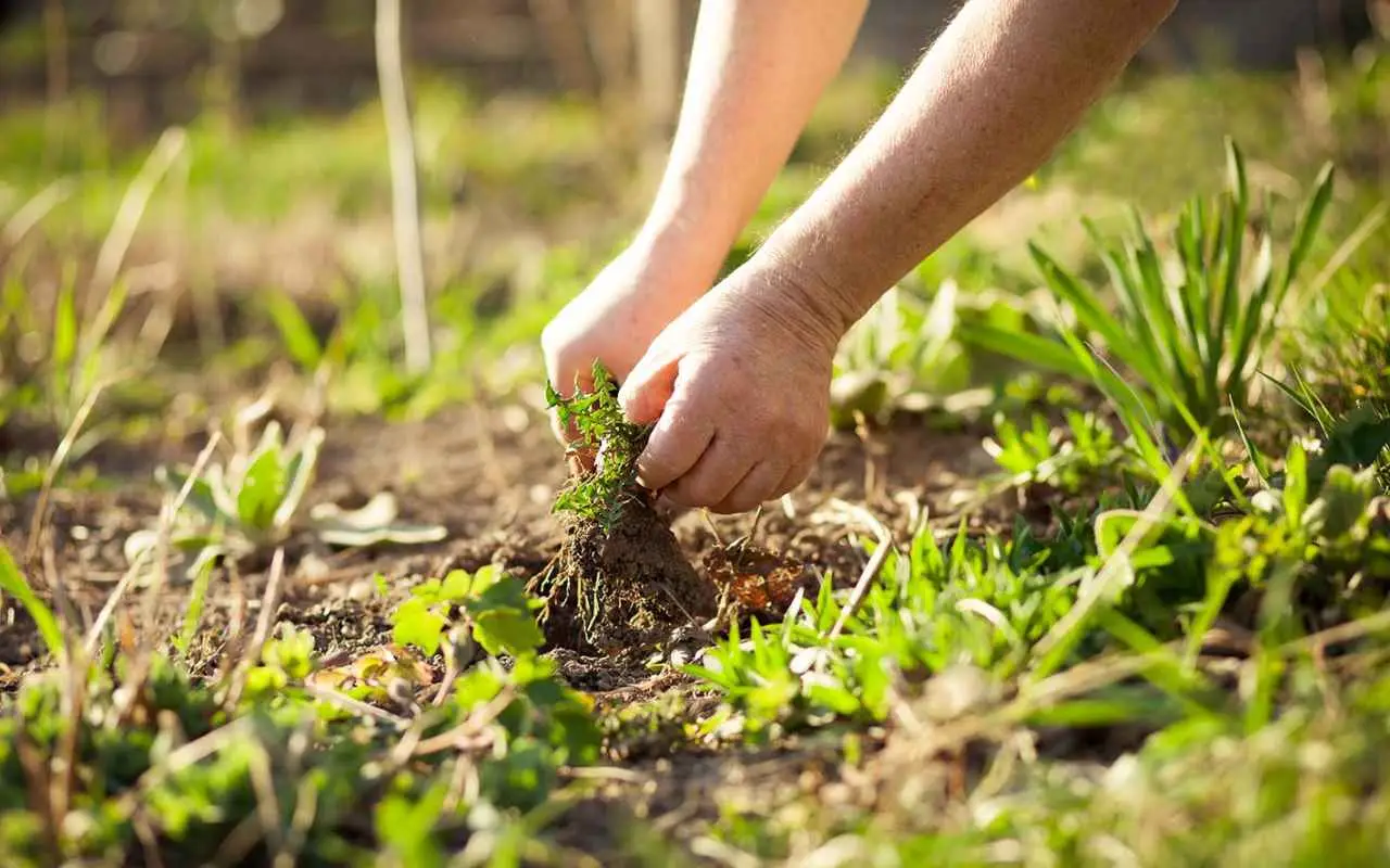 Come usare il cartone per eliminare le erbacce: la strategia green degli esperti per viali puliti Come usare il cartone per eliminare le erbacce: la strategia green degli esperti per viali puliti