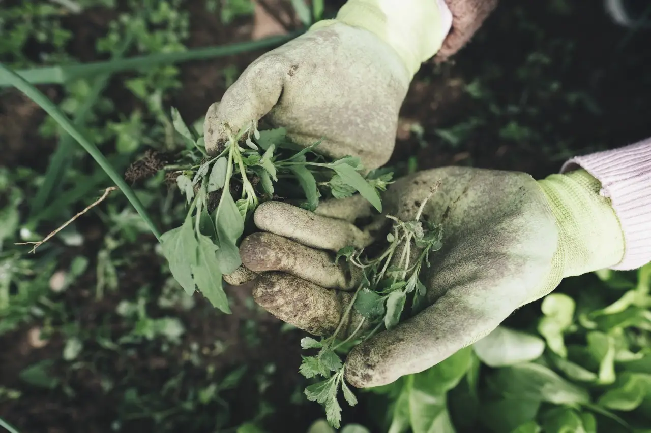 Come usare il cartone per eliminare le erbacce: la strategia green degli esperti per viali puliti Come usare il cartone per eliminare le erbacce: la strategia green degli esperti per viali puliti