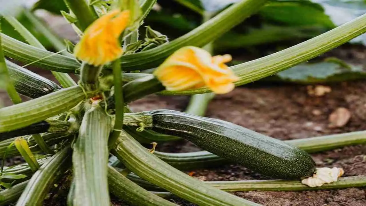 Il trucco della cenere per ottenere zucchine più sane e abbondanti in orto Il trucco della cenere per ottenere zucchine più sane e abbondanti in orto