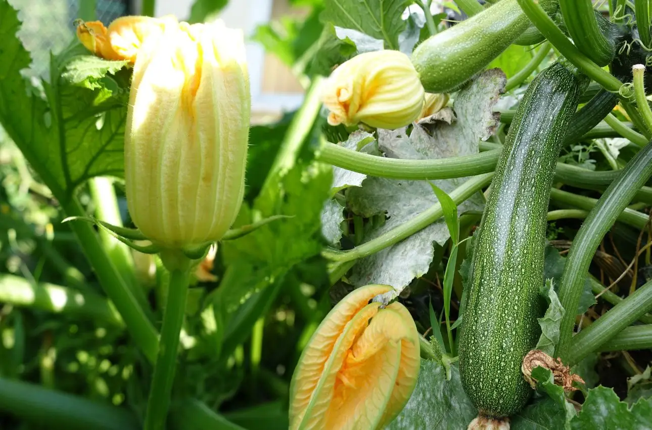 Come usare la cenere di legna per concimare le zucchine: il metodo naturale degli agronomi per orti sani in estate Come usare la cenere di legna per concimare le zucchine: il metodo naturale degli agronomi per orti sani in estate
