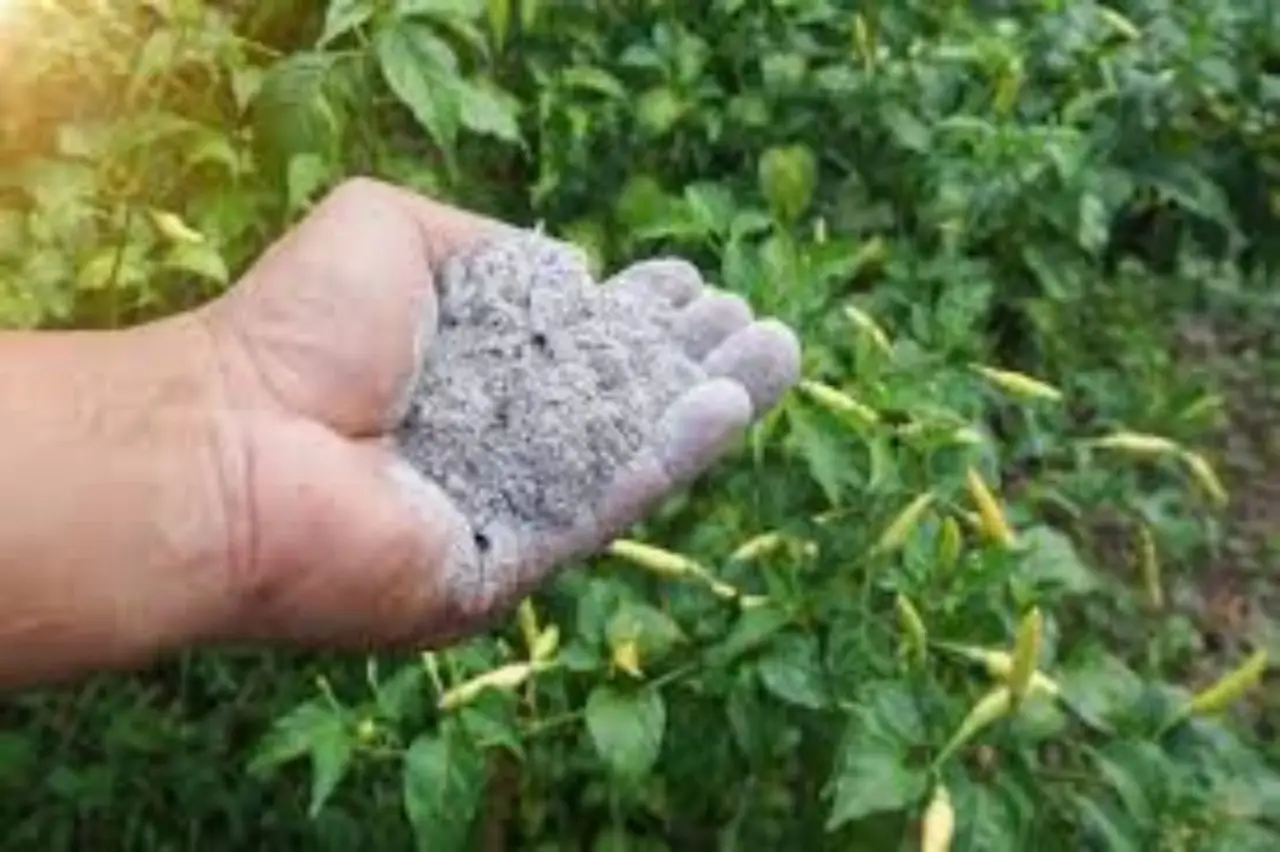 Come usare la cenere di legna per concimare le zucchine: il metodo naturale degli agronomi per orti sani in estate Come usare la cenere di legna per concimare le zucchine: il metodo naturale degli agronomi per orti sani in estate