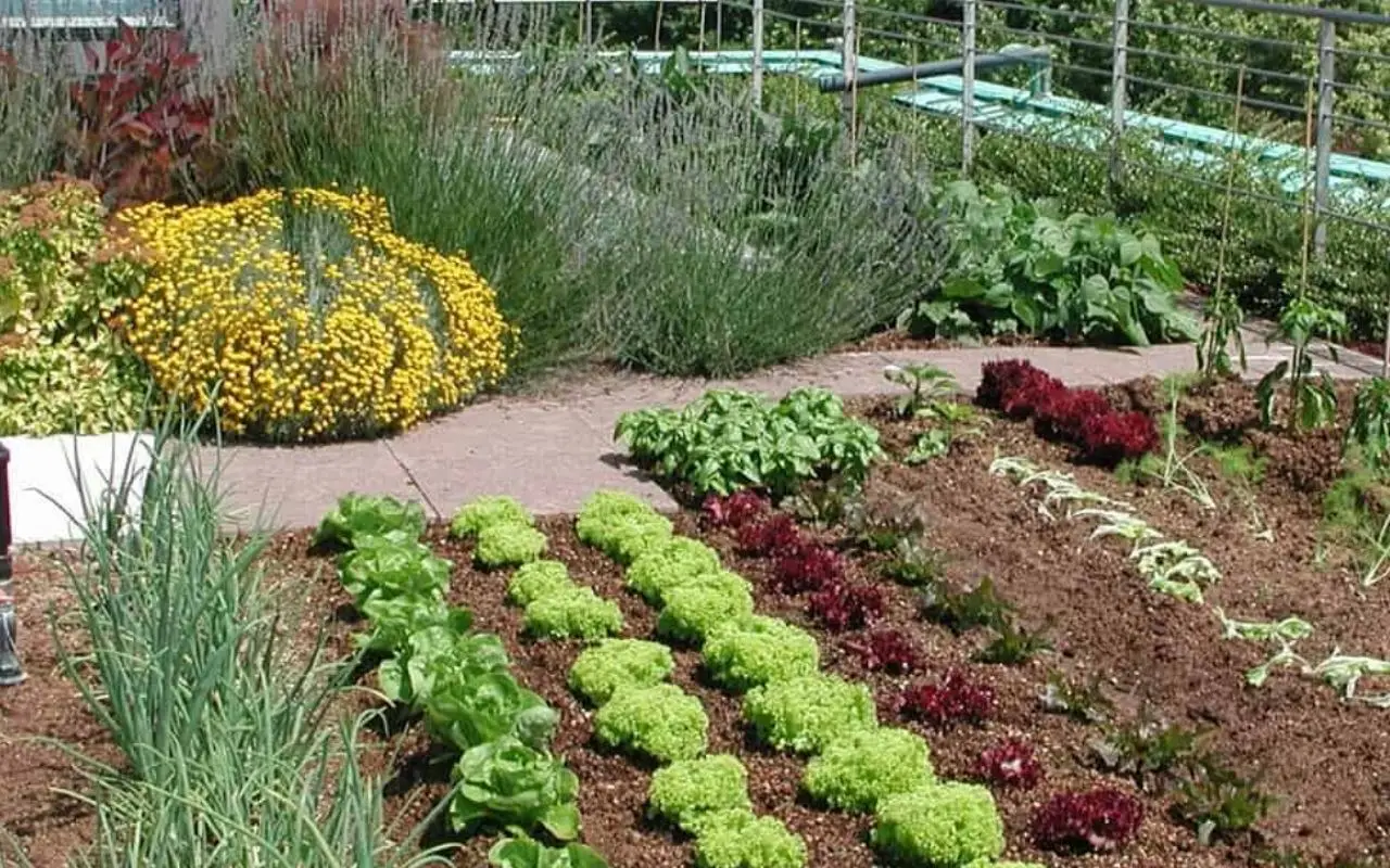 Come usare la cenere di legna per concimare le zucchine: il metodo naturale degli agronomi per orti sani in estate Come usare la cenere di legna per concimare le zucchine: il metodo naturale degli agronomi per orti sani in estate