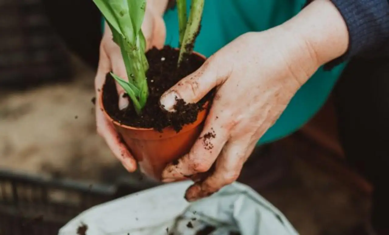 Come evitare la muffa nei vasi in estate: il rimedio consigliato dai botanici per balconi umidi Come evitare la muffa nei vasi in estate: il rimedio consigliato dai botanici per balconi umidi