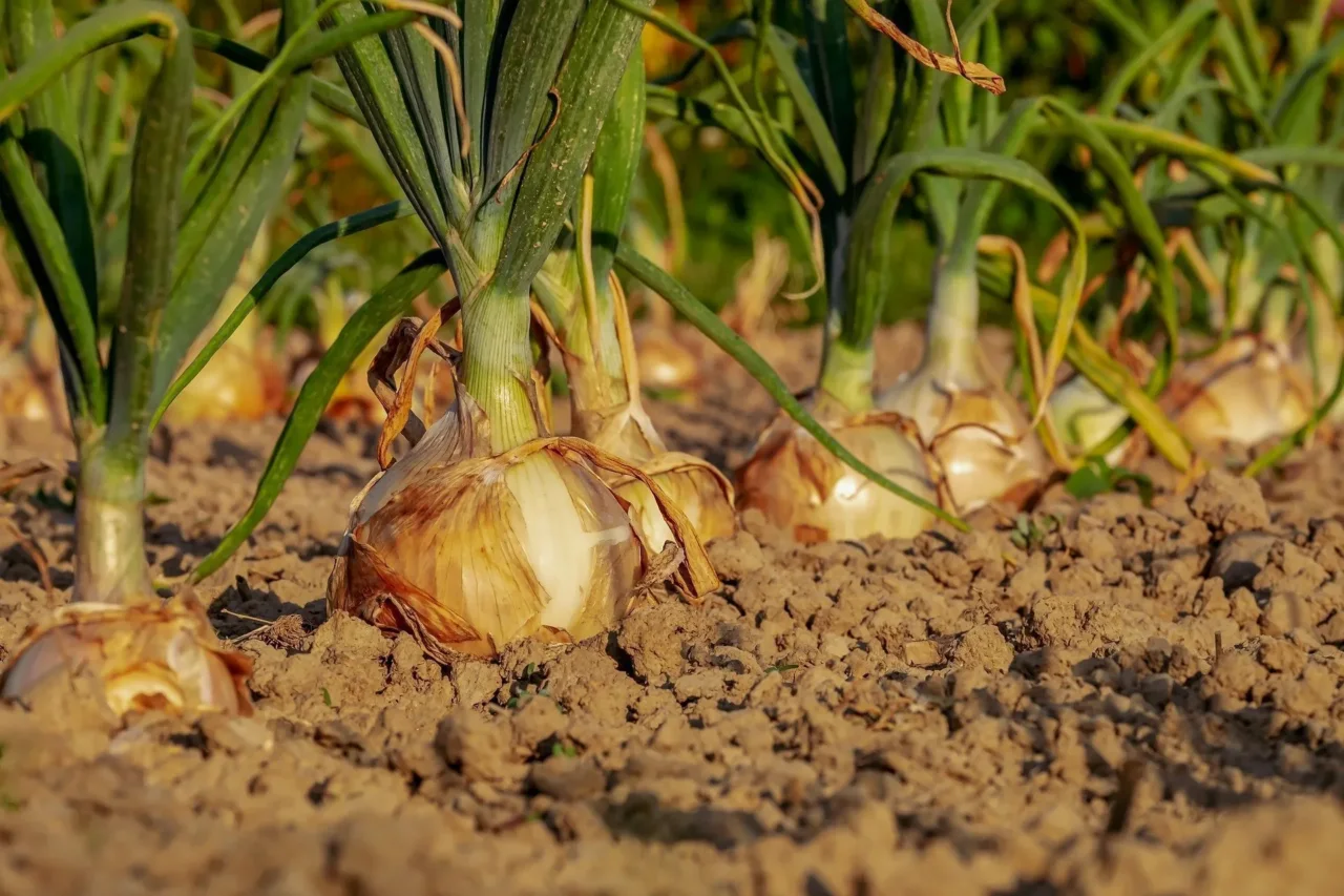 Come ottenere un raccolto di cipolle abbondante a giugno: il consiglio dell’agronomo per la semina perfetta Come ottenere un raccolto di cipolle abbondante a giugno: il consiglio dell’agronomo per la semina perfetta
