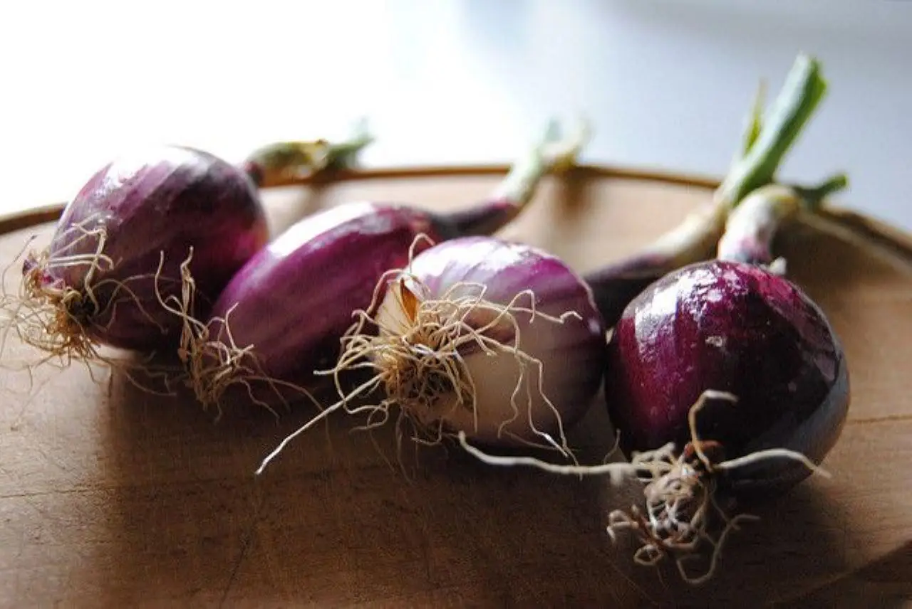 Come ottenere un raccolto di cipolle abbondante a giugno: il consiglio dell’agronomo per la semina perfetta Come ottenere un raccolto di cipolle abbondante a giugno: il consiglio dell’agronomo per la semina perfetta
