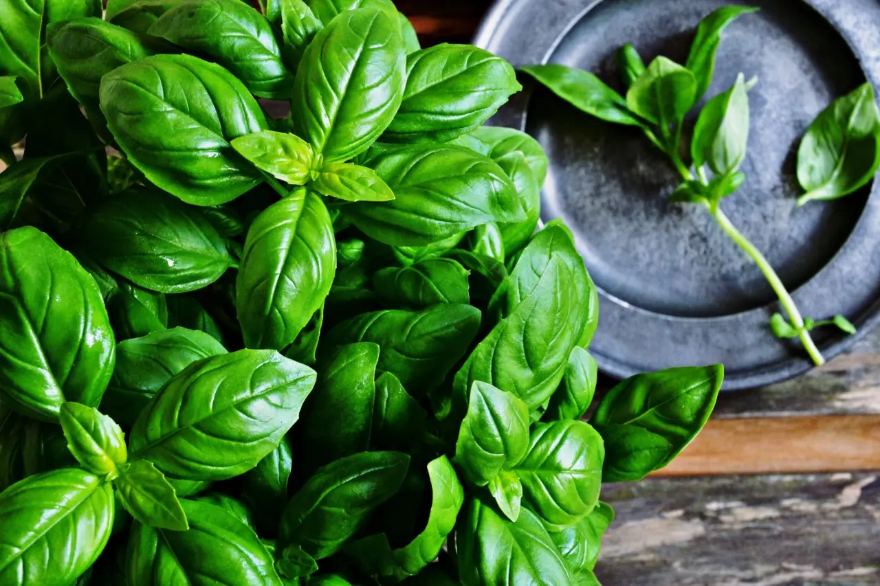 Il trucco della raccolta mattutina per avere basilico sempre profumato e abbondante durante l’estate Il trucco della raccolta mattutina per avere basilico sempre profumato e abbondante durante l’estate