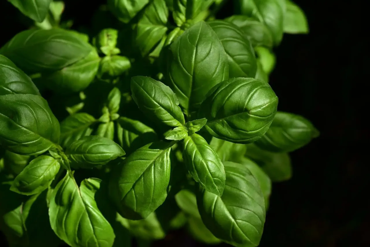 Il trucco della raccolta mattutina per avere basilico sempre profumato e abbondante durante l’estate Il trucco della raccolta mattutina per avere basilico sempre profumato e abbondante durante l’estate